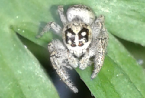 Salticidae : giovane Macaroeris nidicolens? S